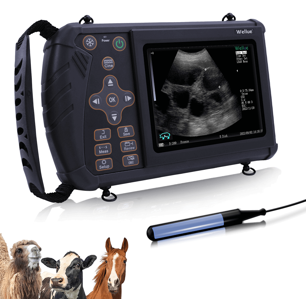 裁断済　犬の運動器超音波検査 エコーで診るためのFirst step! DVD付 91XhbAFInpL.jpg