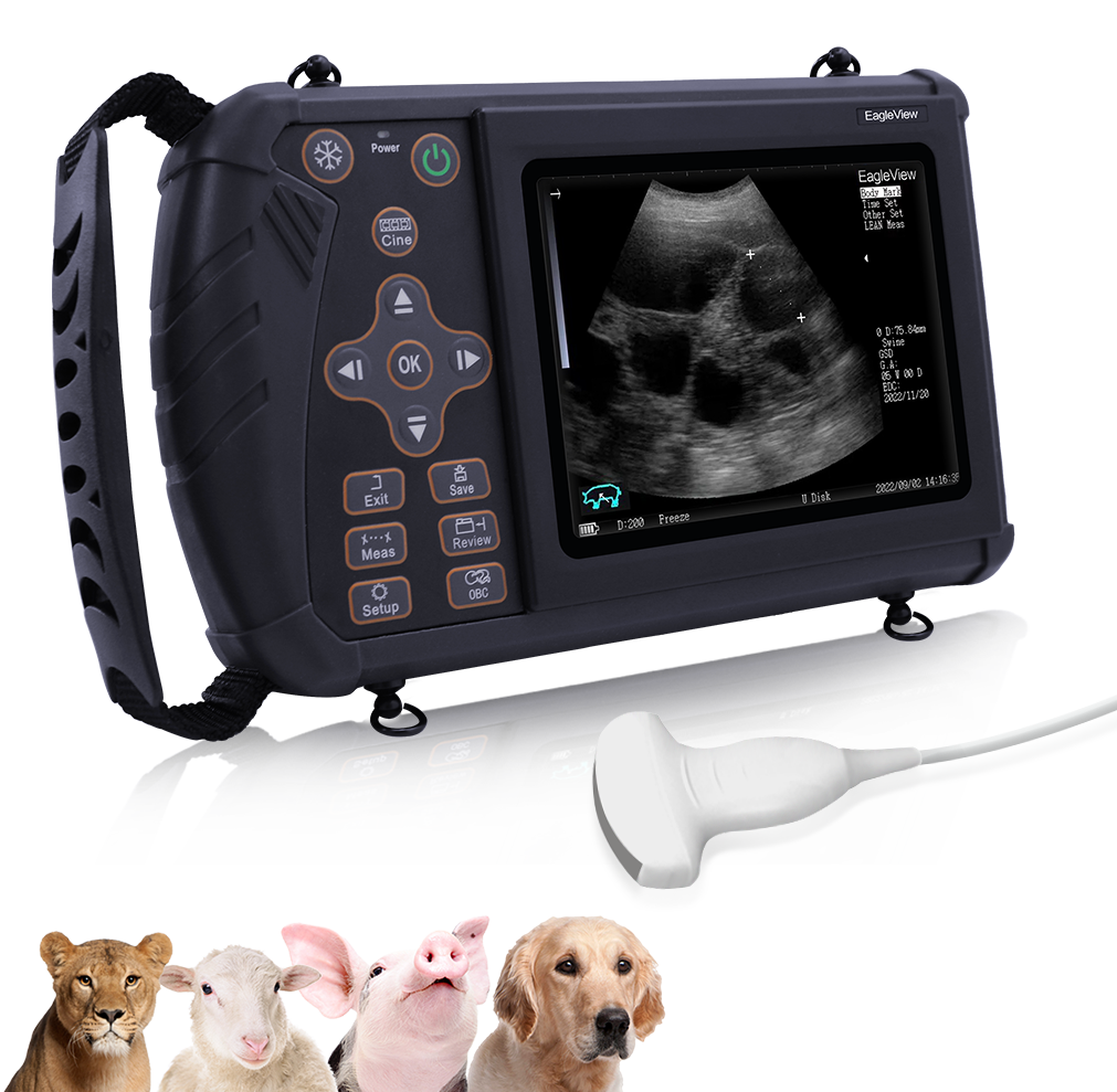 Ultrasound for dogs cost hotsell