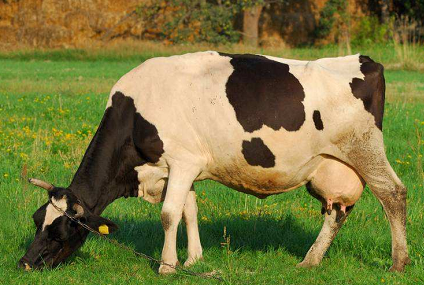 Comment le volume ovarien affecte-t-il la grossesse chez les mammifères ?