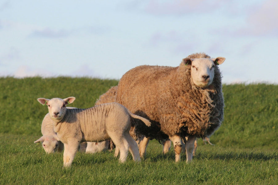 10 Essential Preparations Before Breeding Season: Ensuring Success in Animal Husbandry