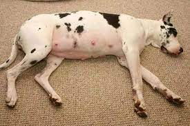Is Ultrasound Necessary for the Pregnant Dog？