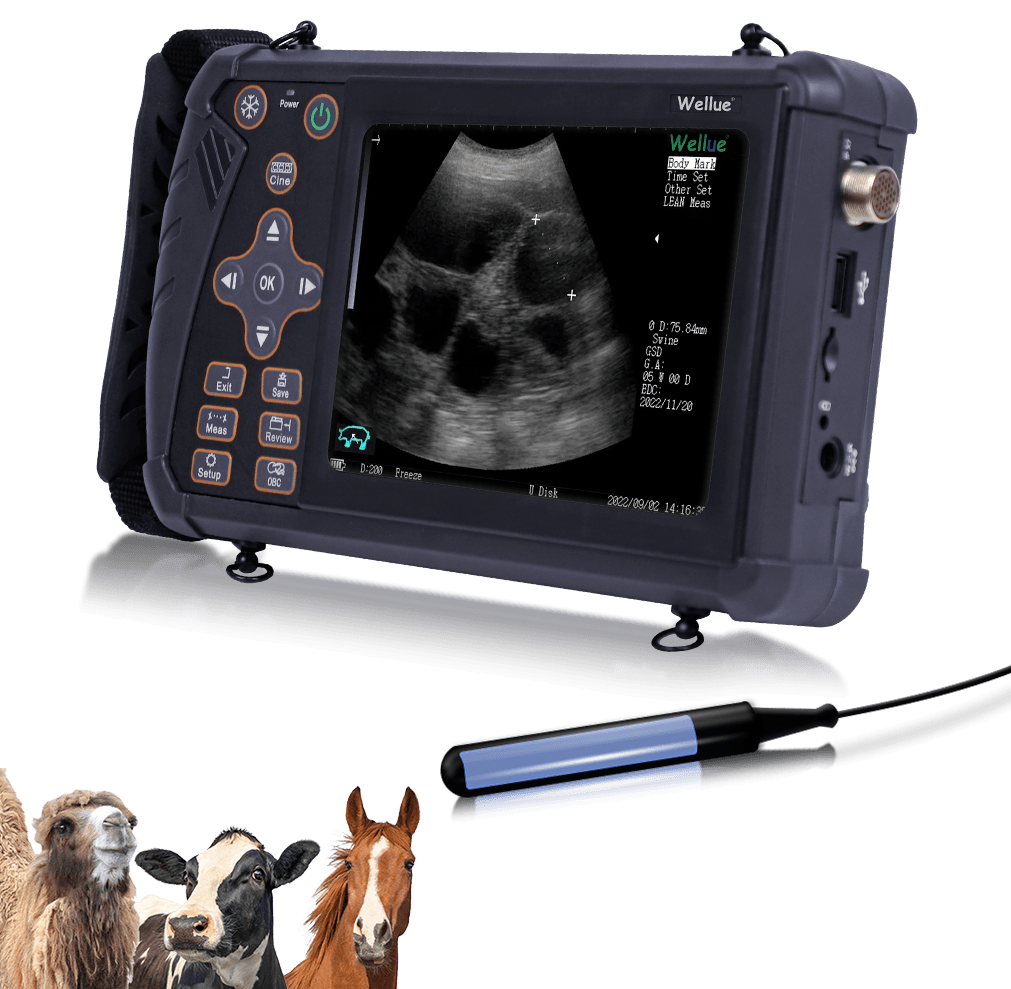 Portable Veterinary Ultrasound